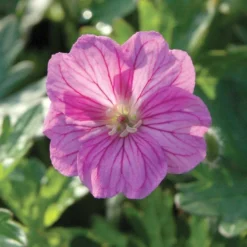 Roots Plants Geranium 'Blushing Turtle'