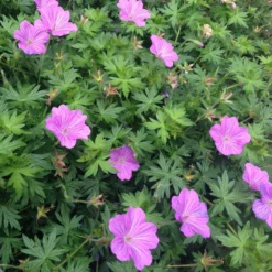 Roots Plants Geranium 'Blushing Turtle'