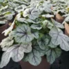 Roots Plants Heucherella 'Pink Fizz' | 3L Pot