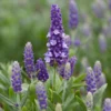 Roots Plants Perennials Lavender 'Blue Spear'