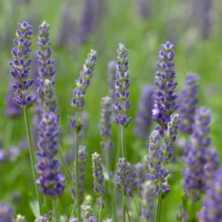 Roots Plants Perennials Lavender 'Blue Spear'
