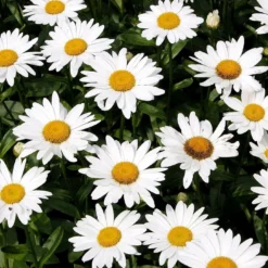 Roots Plants Leucanthemum 'Broadway Lights' | Daisy