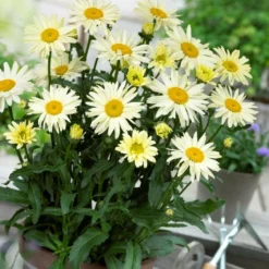 Roots Plants Leucanthemum'Broadway Lights' | Daisy