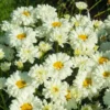 Roots Plants Leucanthemum 'Victorian Secret' | Daisy | 3L Pot
