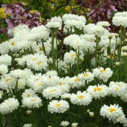 Roots Plants Leucanthemum 'Victorian Secret' | Daisy | 3L Pot