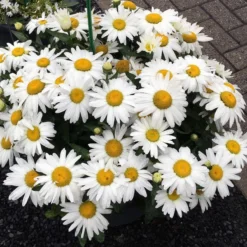 Roots Plants Perennials Leucanthemum 'Western Star Taurus' | Daisy | 3L Pot