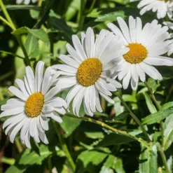 Roots Plants Perennials Leucanthemum 'Western Star Taurus' | Daisy | 3L Pot
