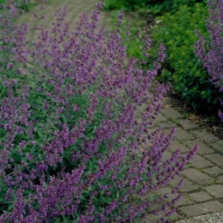 Roots Plants Perennials Nepeta 'Walkers Low' 8 Roots Plants Perennials Nepeta 'Walkers Low'