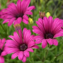 Roots Plants Osteospermum 'Tresco Purple' | 3L Pot