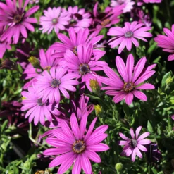 Roots Plants Osteospermum 'Tresco Purple' | 3L Pot