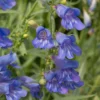 Roots Plants Perennials Penstemon 'Electric Blue' | 2L Pot