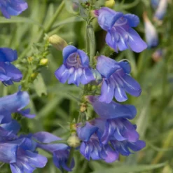 Roots Plants Perennials Penstemon 'Electric Blue' | 2L Pot