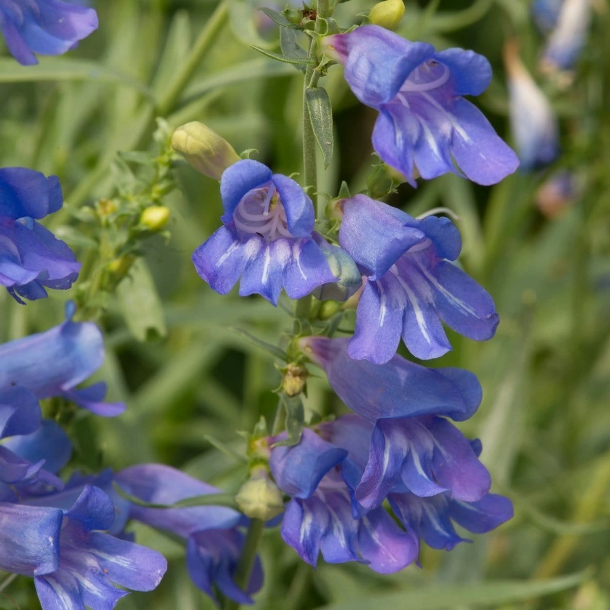 Roots Plants Perennials Penstemon 'Electric Blue' | 2L Pot 3 Roots Plants Perennials Penstemon 'Electric Blue' | 2L Pot