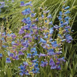 Roots Plants Perennials Penstemon 'Electric Blue' | 2L Pot