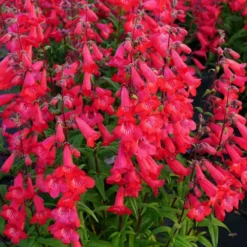 Roots Plants Penstemon 'Quartz Red' | 3L Pot Perennials