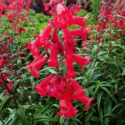 Roots Plants Penstemon 'Quartz Red' | 3L Pot Perennials