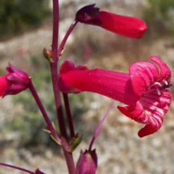 Roots Plants Penstemon 'Quartz Red' | 3L Pot Perennials
