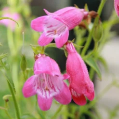 Roots Plants Perennials Penstemon 'Quartz Rose' | 3L Pot