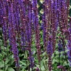 Roots Plants Salvia 'Caradonna' Perennials