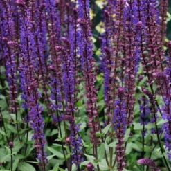 Roots Plants Salvia 'Caradonna' Perennials