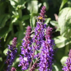 Roots Plants Salvia 'Caradonna' Perennials