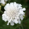 Roots Plants Scabiosa 'Flutter Pure White' | 3L Pot