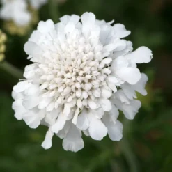 Roots Plants Scabiosa 'Flutter Pure White' | 3L Pot