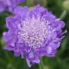 Roots Plants Scabiosa 'Mariposa Blue' | 3L Pot