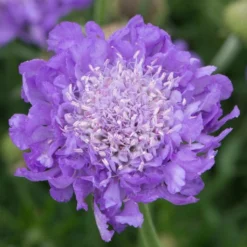 Roots Plants Scabiosa 'Mariposa Blue' | 3L Pot