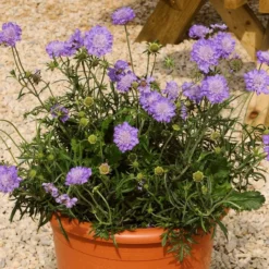 Roots Plants Scabiosa 'Mariposa Blue' | 3L Pot