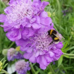 Roots Plants Scabiosa 'Mariposa Blue' | 3L Pot