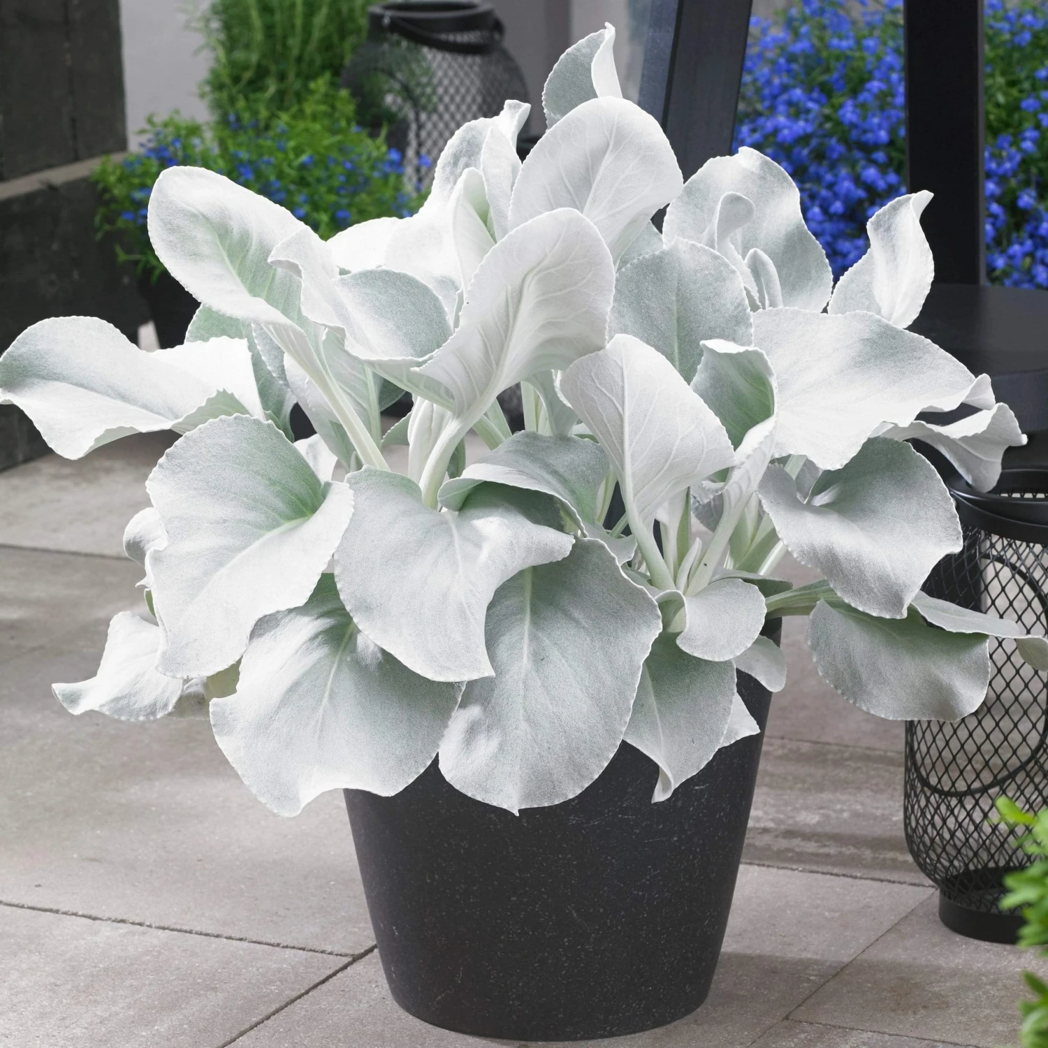 Roots Plants Senecio 'Angel Wings' 3 Roots Plants Senecio 'Angel Wings'