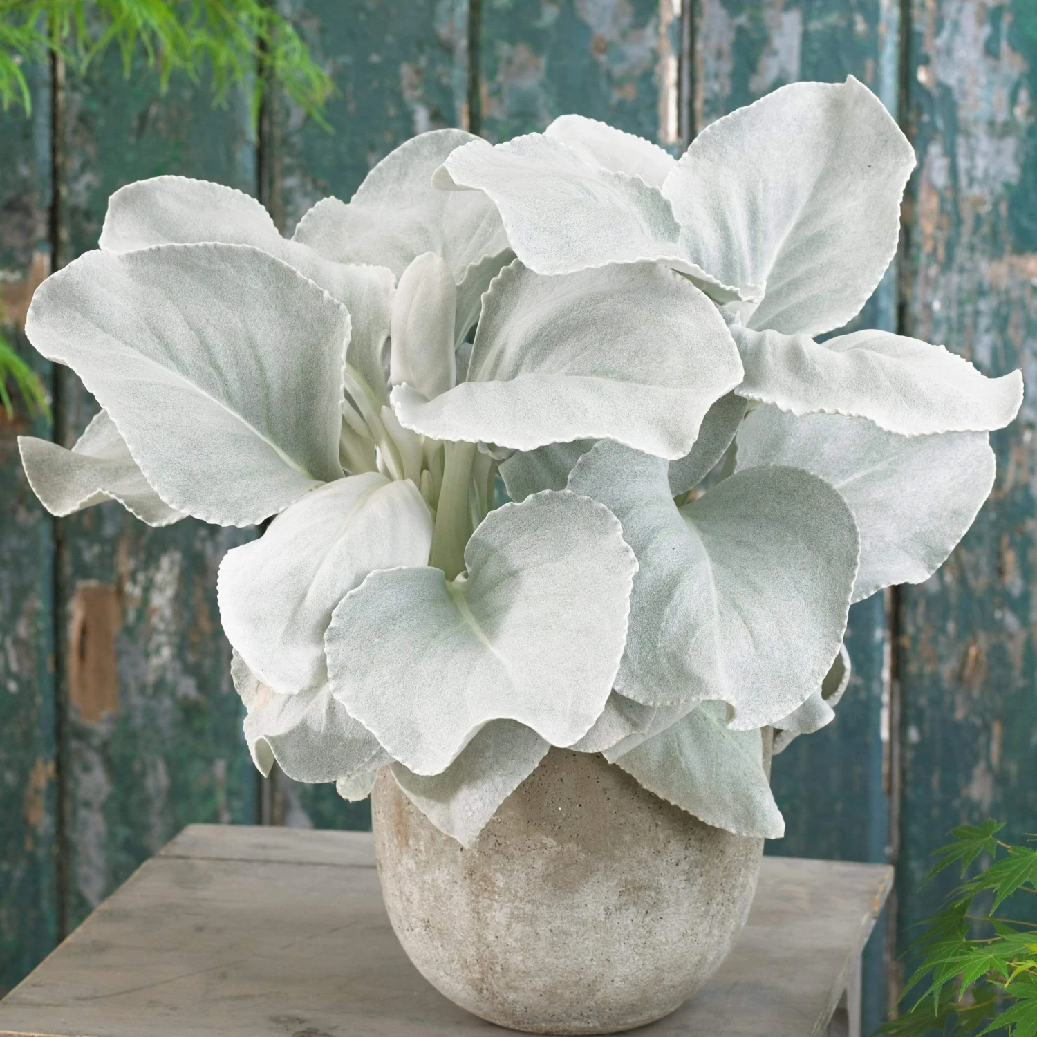 Roots Plants Senecio 'Angel Wings' 4 Roots Plants Senecio 'Angel Wings'