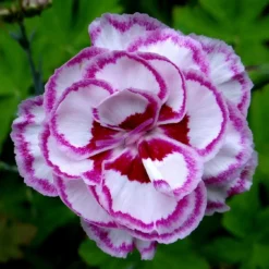 Roots Plants Perennials Dianthus 'Garden Pink Gran's Favourite'