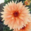Roots Plants Dahlia 'Autumn Fairy' | 3L Pot Dahlias