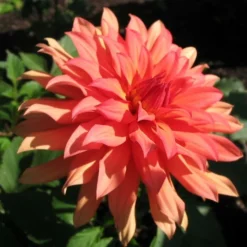 Roots Plants Dahlia 'Autumn Fairy' | 3L Pot Dahlias