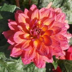 Roots Plants Dahlia 'Firepot' | 3L Pot Dahlias