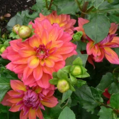Roots Plants Dahlia 'Firepot' | 3L Pot Dahlias