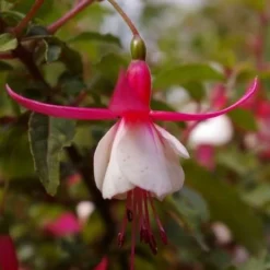 Roots Plants Hardy Fuchsia 'Alice Hoffman' | 3L Pot 7 Roots Plants Hardy Fuchsia 'Alice Hoffman' | 3L Pot