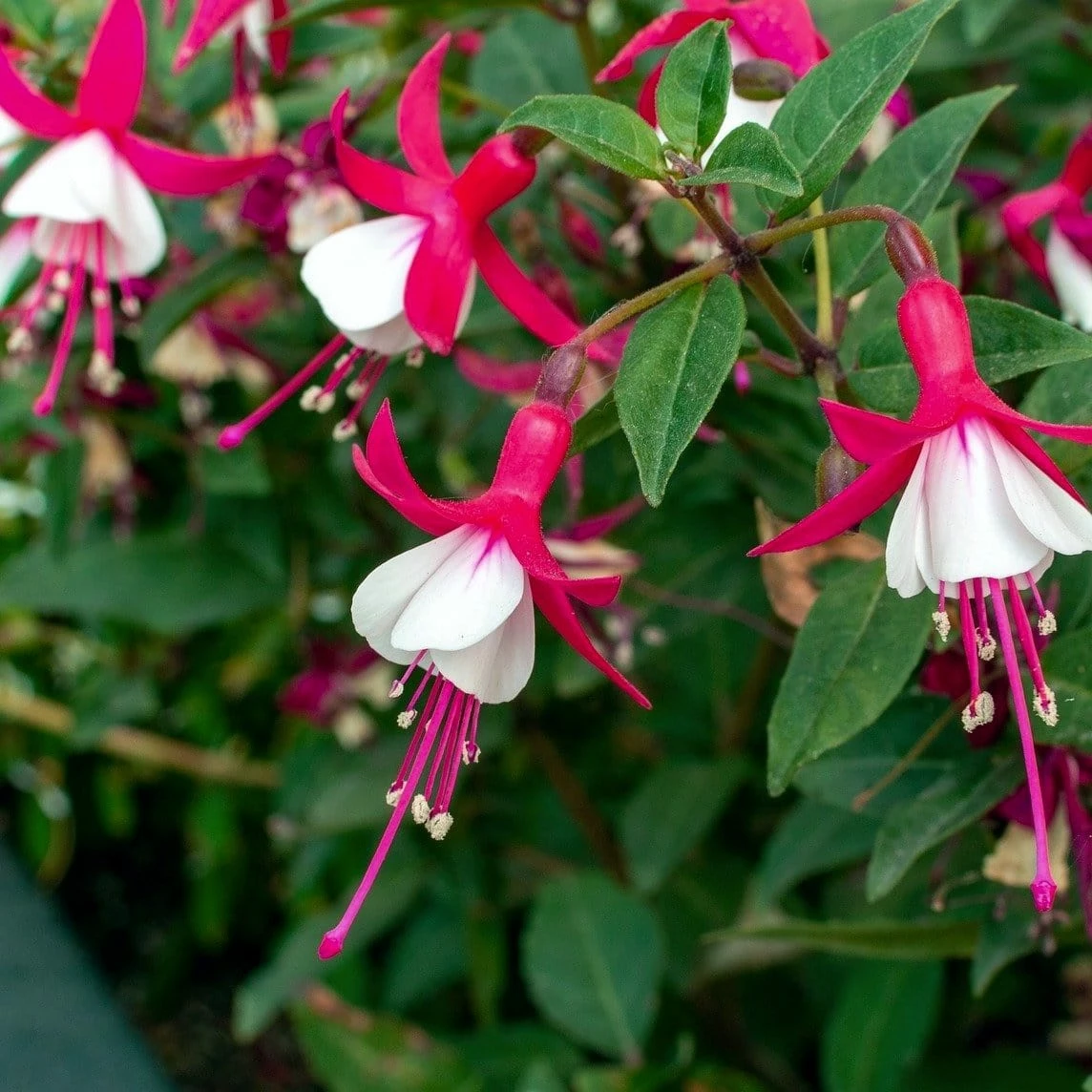 Roots Plants Hardy Fuchsia 'Alice Hoffman' | 3L Pot 4 Roots Plants Hardy Fuchsia 'Alice Hoffman' | 3L Pot