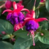 Roots Plants Hardy Fuchsia 'Dollar Princess' | 3L Pot