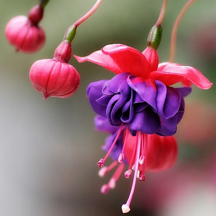 Roots Plants Hardy Fuchsia 'Dollar Princess' | 3L Pot 5 Roots Plants Hardy Fuchsia 'Dollar Princess' | 3L Pot