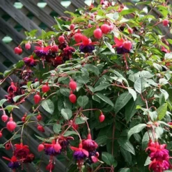 Roots Plants Hardy Fuchsia 'Dollar Princess' | 3L Pot