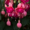 Roots Plants Hardy Fuchsia 'Garden News' | 3L Pot 1 Roots Plants Hardy Fuchsia 'Garden News' | 3L Pot