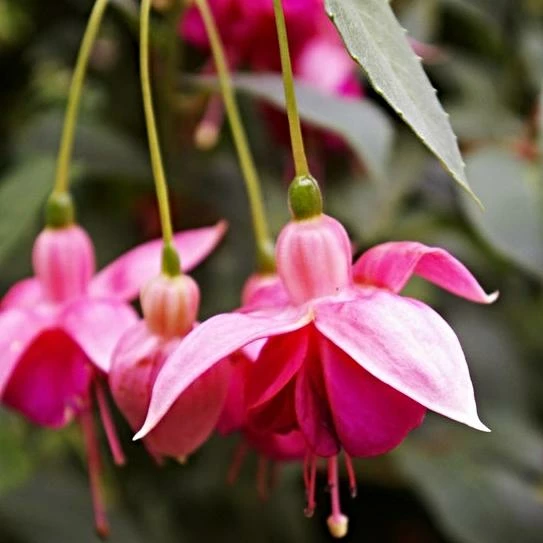 Roots Plants Hardy Fuchsia 'Garden News' | 3L Pot 5 Roots Plants Hardy Fuchsia 'Garden News' | 3L Pot