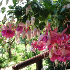 Roots Plants Hardy Fuchsia 'Garden News' | 3L Pot 9 Roots Plants Hardy Fuchsia 'Garden News' | 3L Pot