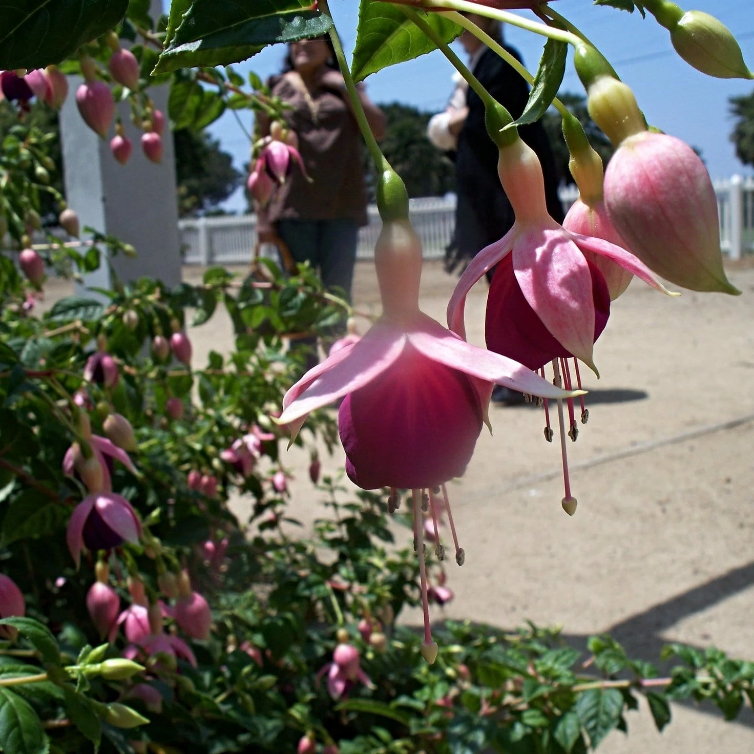 Roots Plants Hardy Fuchsia 'Garden News' | 3L Pot 4 Roots Plants Hardy Fuchsia 'Garden News' | 3L Pot