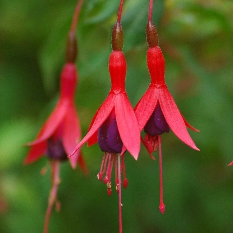 Roots Plants Hardy Fuchsia 'Tom Thumb' | 3L Pot Fuchsias 4 Roots Plants Hardy Fuchsia 'Tom Thumb' | 3L Pot Fuchsias