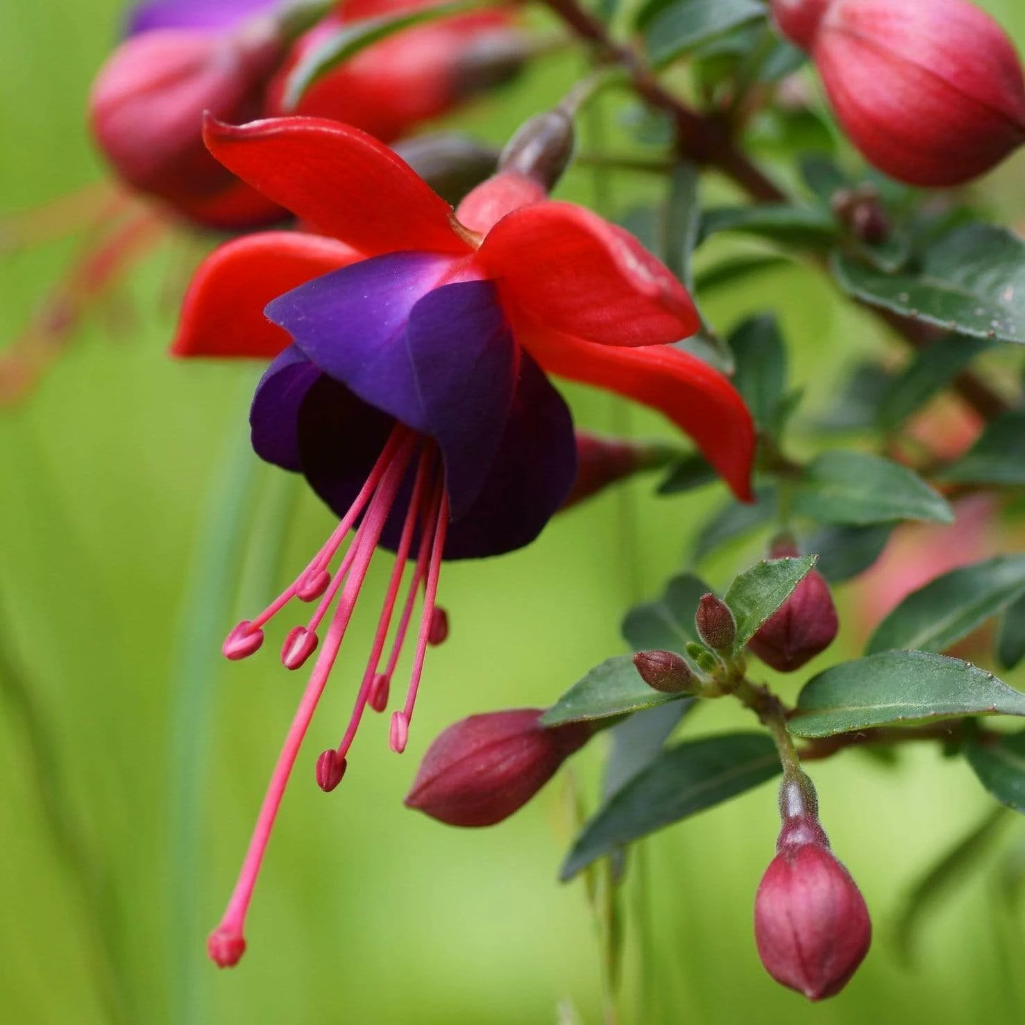 Roots Plants Hardy Fuchsia 'Tom Thumb' | 3L Pot Fuchsias 5 Roots Plants Hardy Fuchsia 'Tom Thumb' | 3L Pot Fuchsias