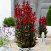 Roots Plants Lobelia 'Starship Scarlet'